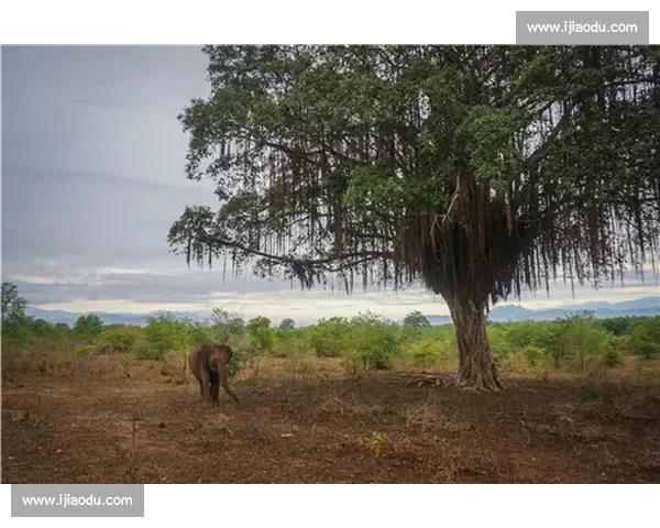 MLS进入全新赛季，直播观赛体验升级，球迷直呼过瘾！